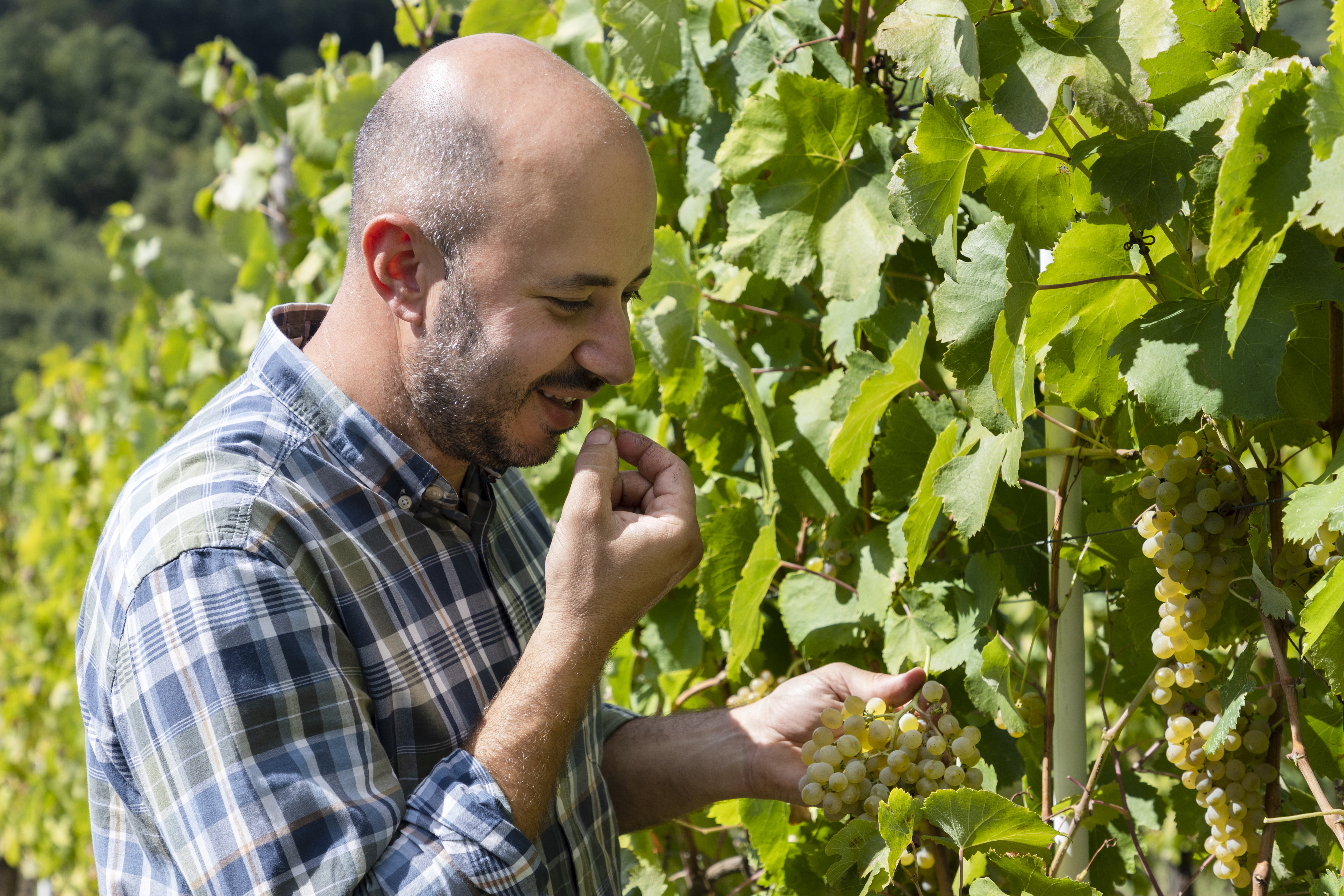 Angelo tra le vigne